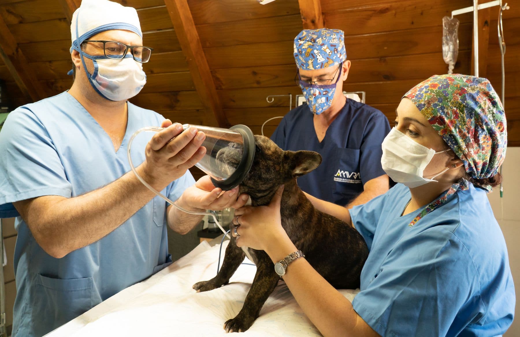 Equipe cirúrgica veterinária cuidando de um cão com atenção