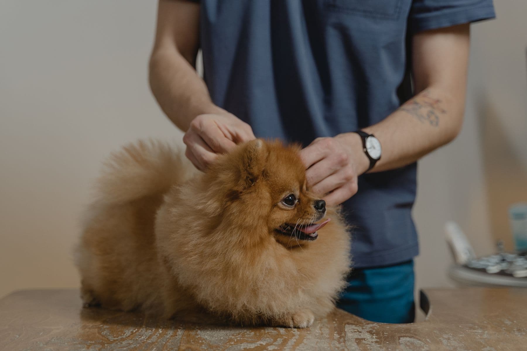 Pomeranian sendo examinado com carinho