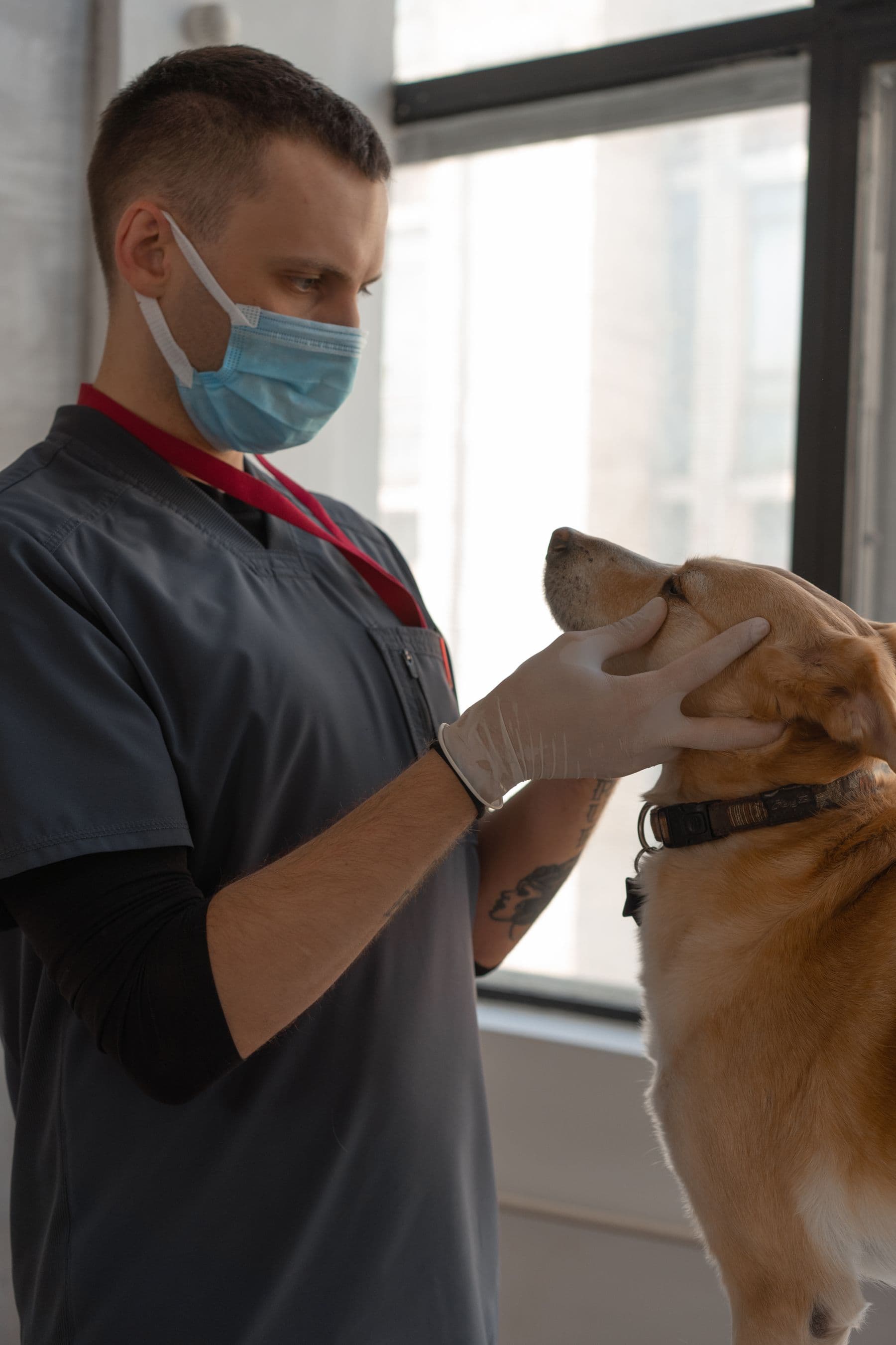 Veterinário examinando um cão com atenção e carinho, em ambiente iluminado por luz natural