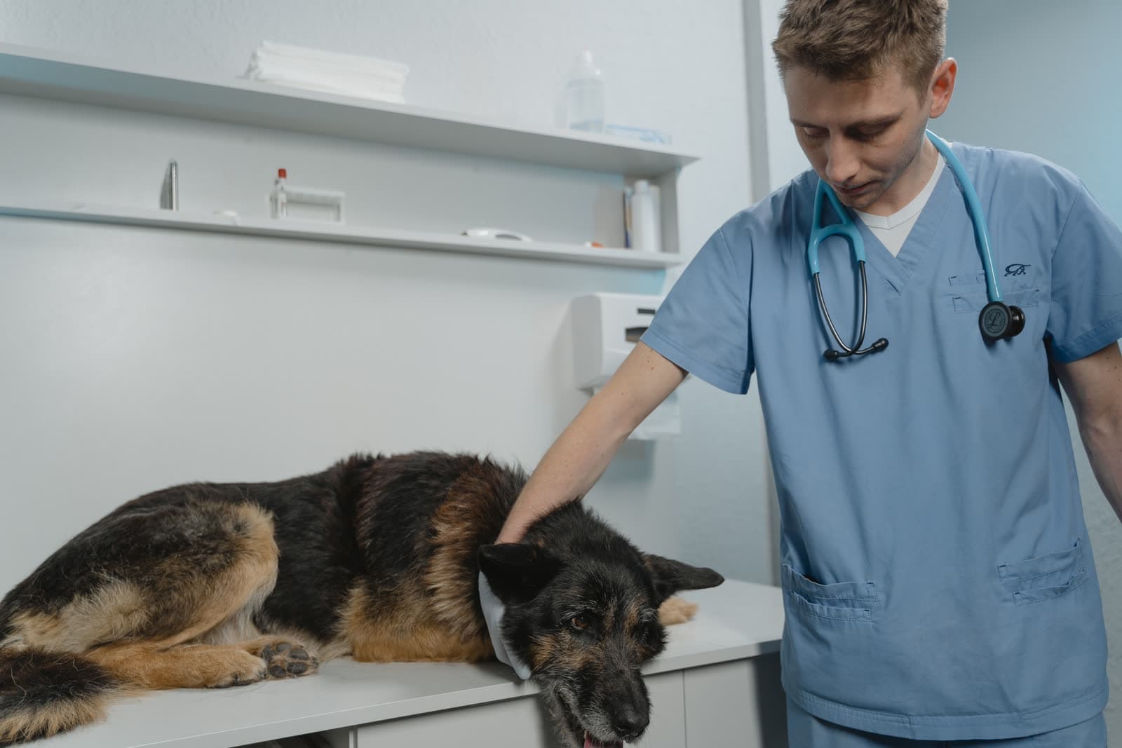 Veterinário acompanhando com atenção um cão calmo em ambiente de internação