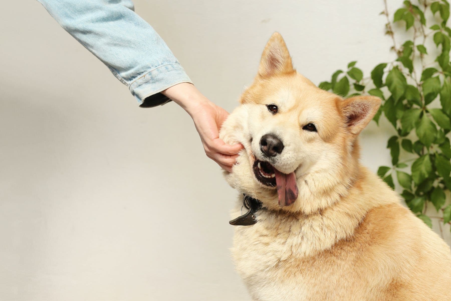Cão feliz sendo acariciado