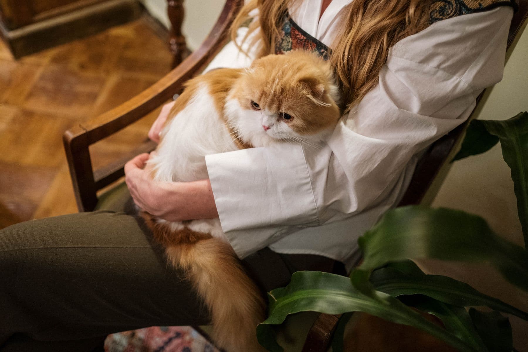 Gato persa aconchegado no colo